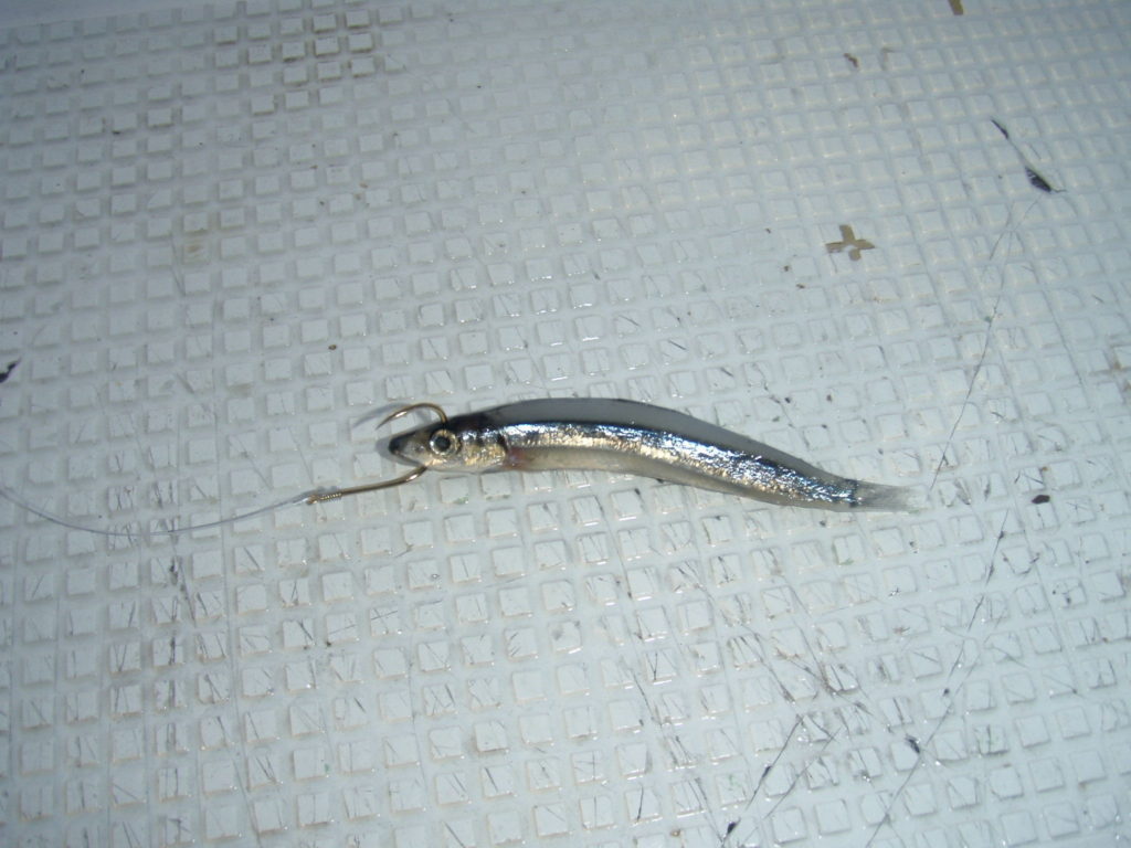 キビナゴ