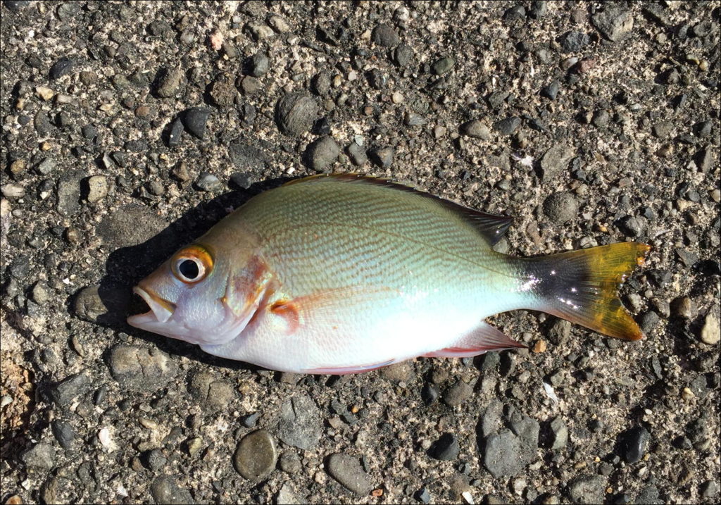 ウミタナゴ（海タナゴ）