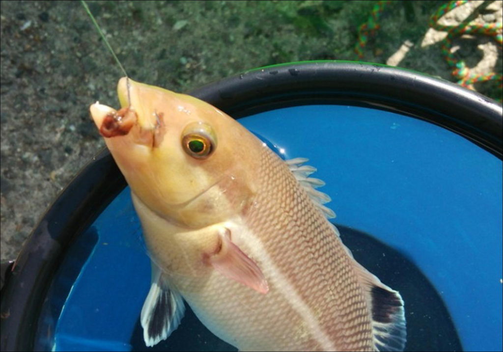 コブダイ（カンダイ）稚魚